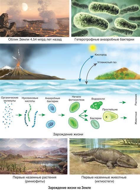 Эволюция и возникновение жизни