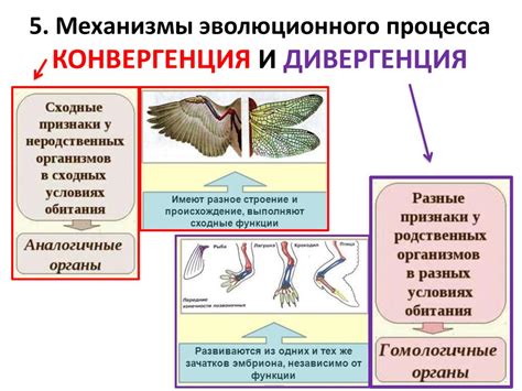 Эволюция и ее значение в биологии