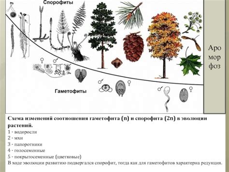 Эволюция формы иголок у растений