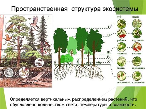 Экологическая устойчивость с участием продуцентов и редуцентов