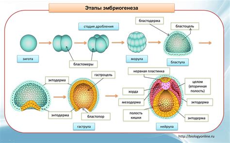 Эмбриональное развитие