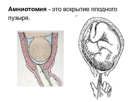 Эмбриональные жидкости – основа формирования плодного пузыря