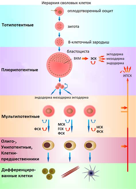 Эмбриональные стволовые клетки