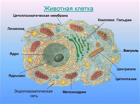 Эндоплазматическое ретикулум: система транспорта в клетке