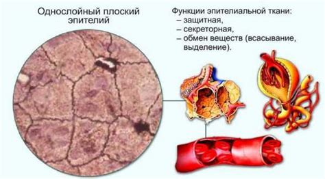 Эпителиальные клетки