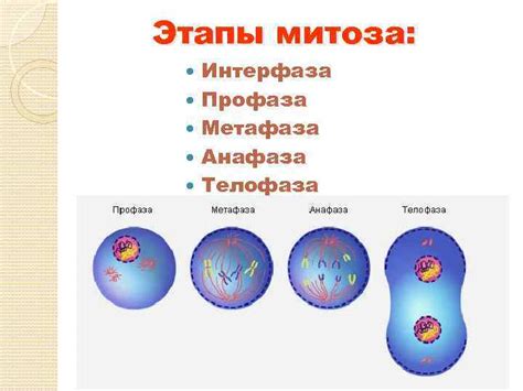 Этапы мейоза: профаза I и II, метафаза I и II и т.д.