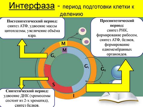 Этапы митоза: от подготовки к делению до разделения клетки