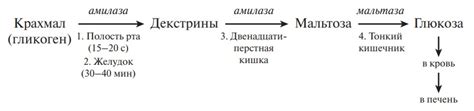 Этапы процесса переваривания