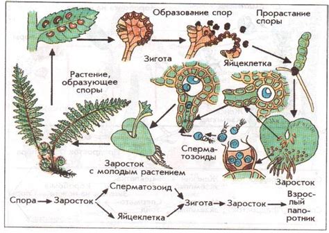 Этапы развития папоротника после оплодотворения