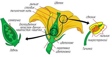 Этапы раскрытия цветка