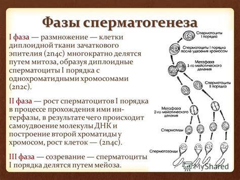 Этапы родового процесса: обзор фаз и их продолжительность