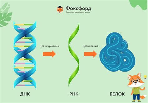 Этапы синтеза белка