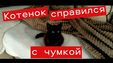 Этапы установки чумки у котят