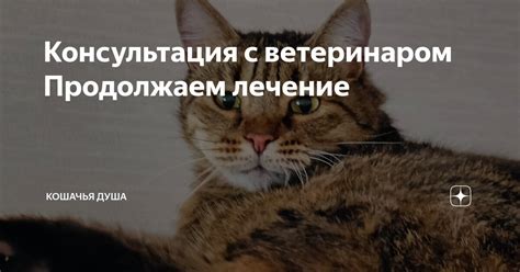 Этап 1: Консультация с ветеринаром