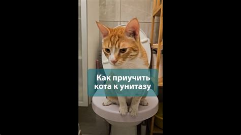 Этап 6: Перенос кота в клинику