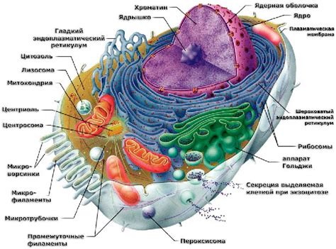 Эукариотические клетки и митохондрии