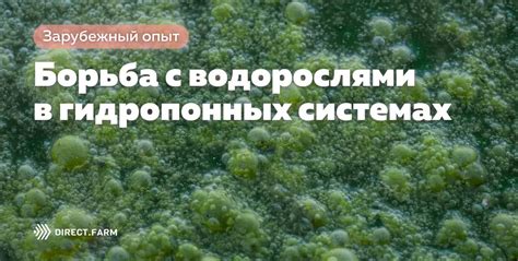 Эффективная борьба с водорослями