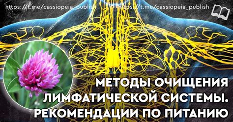 Эффективные методы очищения лимфатической системы