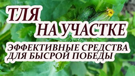 Эффективные народные рецепты против тлей