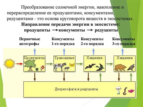 Эффекты отсутствия продуцентов и редуцентов