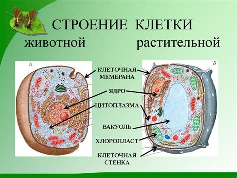 Ядро клетки животных и растений