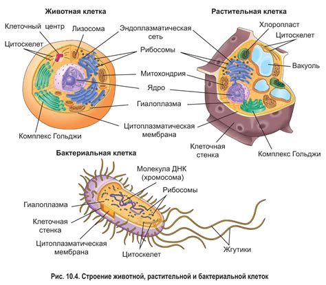 Ядро клеток растений и бактерии