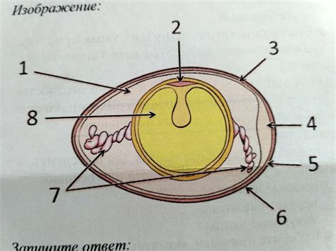 Яйцо и воздушная камера