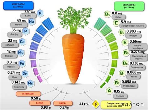  Витамины и минералы, содержащиеся в ботве моркови: источник здоровья для вашего организма 