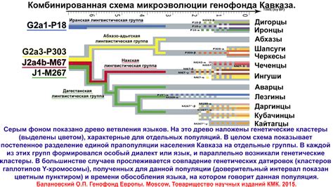  Влияние генетического наследия на формирование внешности
