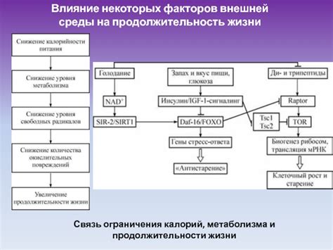  Влияние метаболизма на здоровье и продолжительность жизни 