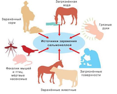  Возможность заражения сальмонеллой 