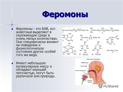  Глаза и химия: роль феромонов и притяжения 