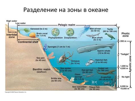  Значимость рыбного состава для биологического равновесия водных экосистем Красного моря 