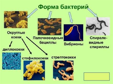  Ключевые особенности азотфиксирующих бактерий и их важность в экосистемах 