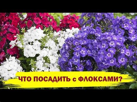  Метод "гидроарбузные отростки" для флоксов 