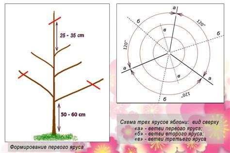  Обрезка и формирование кроны 