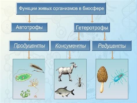  Понятие биологического разложения пищевых остатков и его важность 