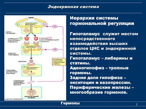  Роль гормональной системы в увеличенной активности ренинового процесса 