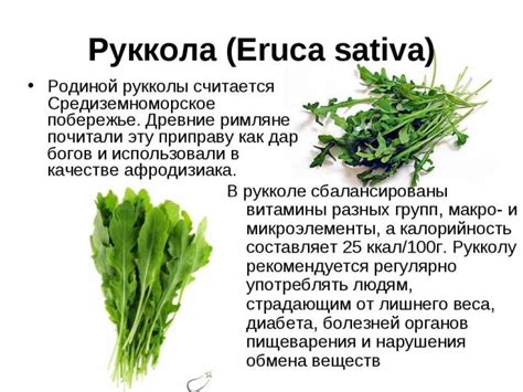  Руккола и ее роль в питании 