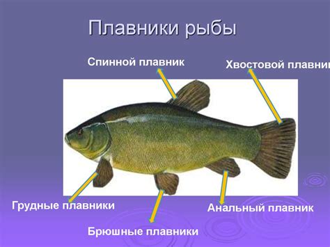  Способности рыбы к выживанию в примитивной водной среде: факты и теории 