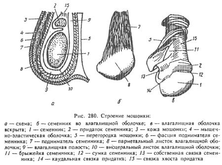  Характеристика физиологического процесса — половые циклы самцов кошачьих